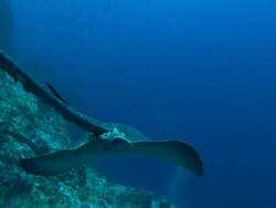 Marble Ray, Costa Rica, Pacific Ocean  Stock Footage