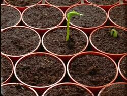 T/L Runner Bean Seedlings - germinate from individual pots Stock Footage