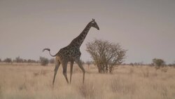 Wild Giraffe in Namibia Stock Footage