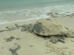 Green turtle, Chelonia mydas, Aldabra, Indian Ocean  Stock Footage