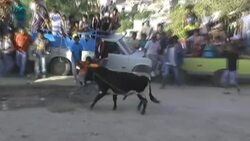 Bull gets better of intoxicated participant at traditional event in Ayacucho News Clip