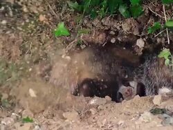 MS SLO MO Shot of European Badger digging / Calvados, Normandy, France Stock Footage