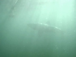 Medium Close Up hand-held push-in - Great white shark chases bait in the ocean. / South Africa Stock Footage