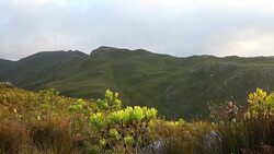 Trail runner blazing the trails in the fynbos Stock Footage