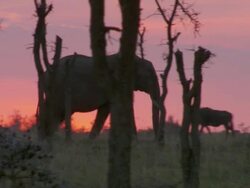 MS TS Elephants and wildebeest walking in forest / Tanzania  Stock Footage