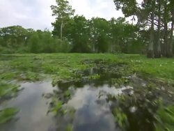 MS POV Atchafalaya Basin swamp moving thorugh vegetation with airboat in distance / Atchafalaya Basin, Louisiana, United States Stock Footage