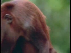 CU Red Howler monkey looks to camera then moves off with baby on back, South America Stock Footage