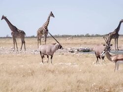 WS African Animals By The Waterhole Stock Footage