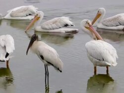 Closeup of White Pelicans and a Stork Stock Footage