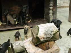 lovely doggy yard Stock Footage