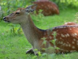 Sika Deer Stock Footage