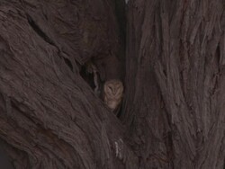 MS Owl in tree nook   / Central Kalahari Game Reserve, Botswana Stock Footage