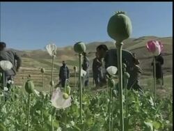A UN report shows that the use of opiate drugs has doubled by Afghan citizens. This comes as a blow to the Afghani government and its international allies who are pouring billions into cutting down drug trade which largely funds the Taliban insurgency. News Clip