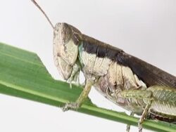 Grasshopper Stock Footage