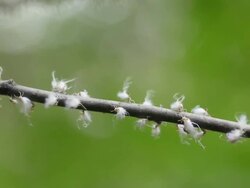 CU Colonly of Woolly Aphids are swaying back and forth on branch / Kitchener, Ontario, Canada    Stock Footage