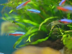 tiny fishes in small aquarium Stock Footage