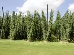 MS POV View of Hop creeper field / Mainburg, Bavaria, Germany Stock Footage