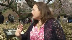 The cherry blossoms were in full bloom for the annual Sakura Matsuri cherry blossom festival at the Brooklyn Botanical Garden. Traditional Japanese dancers in kimonos and teenagers in elaborate Cosplay costumes celebrated the floral affair. (April 22) News Clip