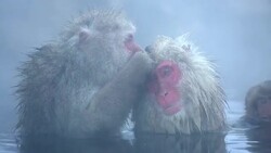 HD: Snow Monkey Japanese Macaque family in Onsen Hot Spring Stock Footage