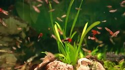 Aquarium full of colorfull fish Stock Footage