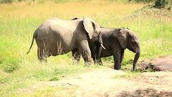 Elephants drinking and playing with water-12/13 Stock Footage