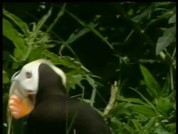 CU Tufted Puffin, Fratercula cirrhata, Arctic Circle Stock Footage