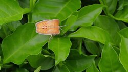 Insects bug Stock Footage