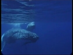 Humpback Whale (Megaptera novaeangliae) mother and calf swim to and past camera, Underwater, Tonga Stock Footage