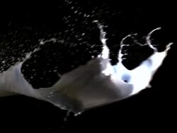 CU SLO MO Shot of Milk splashing against black background / Calvados, Normandy, france Stock Footage