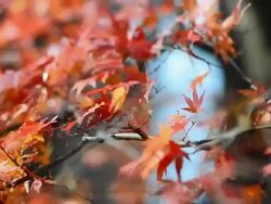 red maple leaf in autumn season Stock Footage