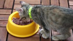 Cat Food Stock Footage