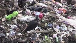CLEAN : Guatemala landfill slide kills at least four News Clip