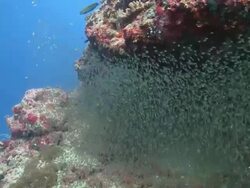 Massive shoal of tiny fish, Maamigili, South Ari Atoll, The Maldives Stock Footage