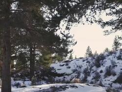 MS PAN Shot of snow covering winter scene in high desert with pine trees and gorgeous sun / Bend, Oregon, United States  Stock Footage