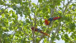 SLO MO Two macaws on a tree Stock Footage