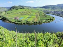 HA Town spread out around bend in river with grape vines in the foreground / Bremm, Germany Stock Footage