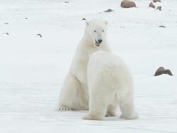 MS Two polar bears fighting each other / Churchill, Manitoba, Canada Stock Footage