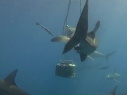 Tiger Shark (Galeocerdo cuvier) Stock Footage