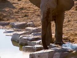 LS African Elephant Drinking Water Stock Footage