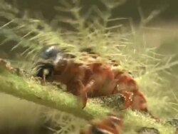 Close Up static - Spiny caterpillars crawl along a stem. / Sao Paulo, Brazil Stock Footage
