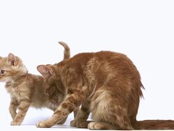 MS SLO MO Red tabby female cat licking kitten / Vieux Pont, Normandy, France Stock Footage