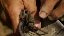 Rising demand for tarantula snacks causing decline in species News Clip