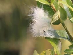 White caterpillar Stock Footage