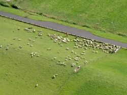 WS AERIAL DS Sheeps running in grass field and man walking in midle / Bremerhaven, Lower Saxony, Germany Stock Footage