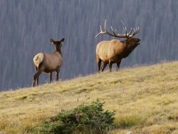 MS Shot of huge bull elk stopping on tundra ridge to bugle / Grand Lake, Colorado, United States Stock Footage