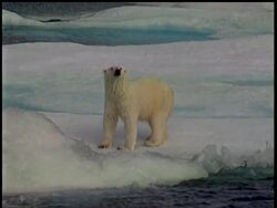The Interior Department has declared the polar bear a threatened species, saying it must be protected because of the decline in Arctic sea ice from global warming. News Clip