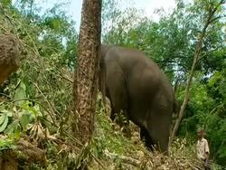 MS Elephant working, walking up steep hillside, man following Stock Footage