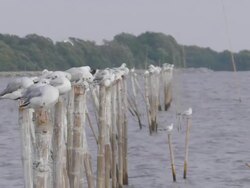 Snatch the post Stock Footage