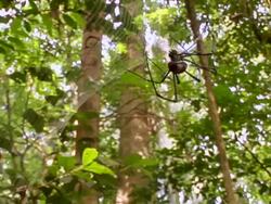 CU Golden orb spider making web / Sulawesi, Indonesia Stock Footage