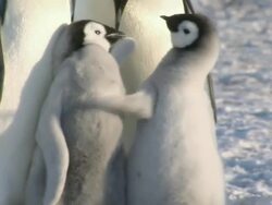 MS TS Penguin and chicks playing / Riiser-Larsen emperor penguin colony, Queen Maud land, Antarctica Stock Footage